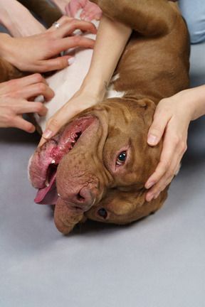 Close-up several human hands touching brown bulldog