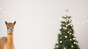 クリスマス ツリーの近くに立っているラマ