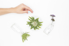 Main féminine à côté des différents objets en verre et plantes vertes