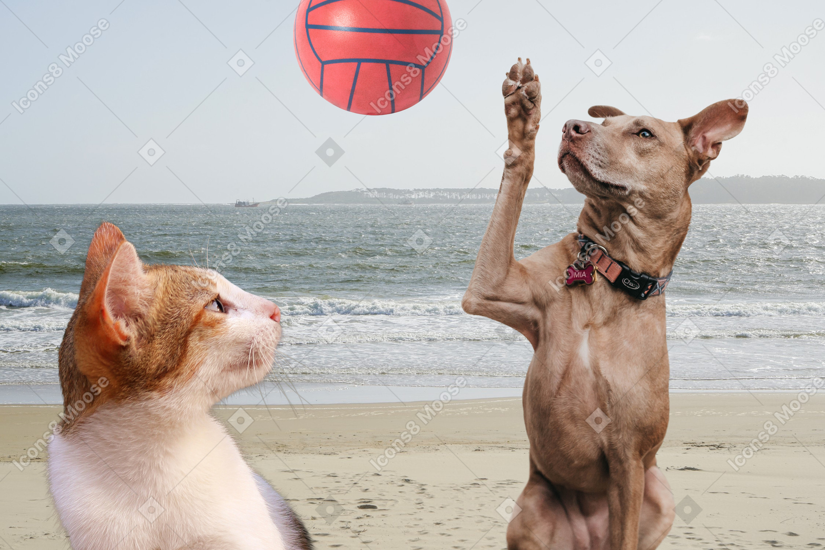 Dog playing with a ball on the beach