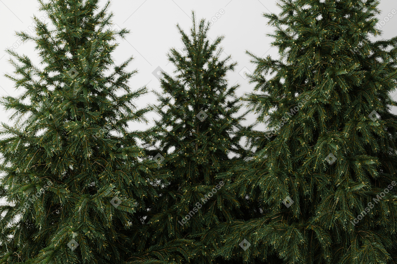 Fir trees in a coniferous forest