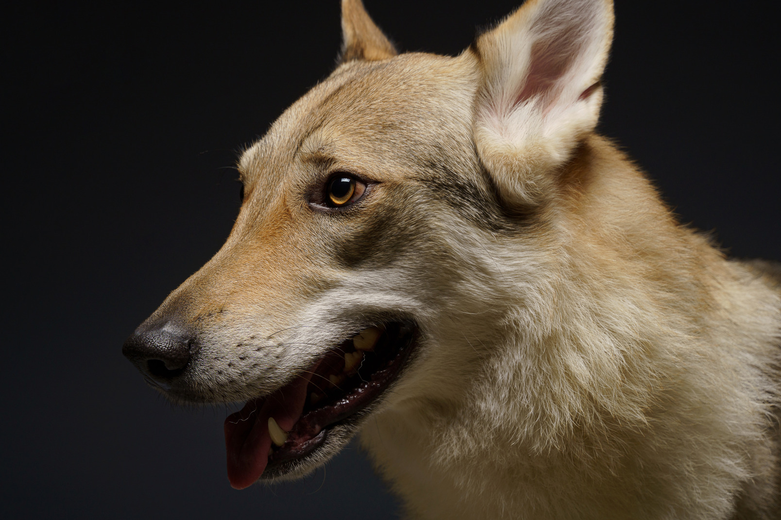 Close-up of a wolf-like dog looking aside