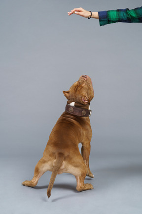 Back view of a sitting bulldog looking up at female hand and ready to jump