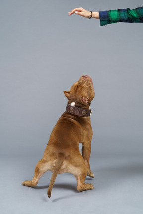 Rückansicht einer sitzenden bulldogge, die zur weiblichen hand aufschaut und bereit ist zu springen