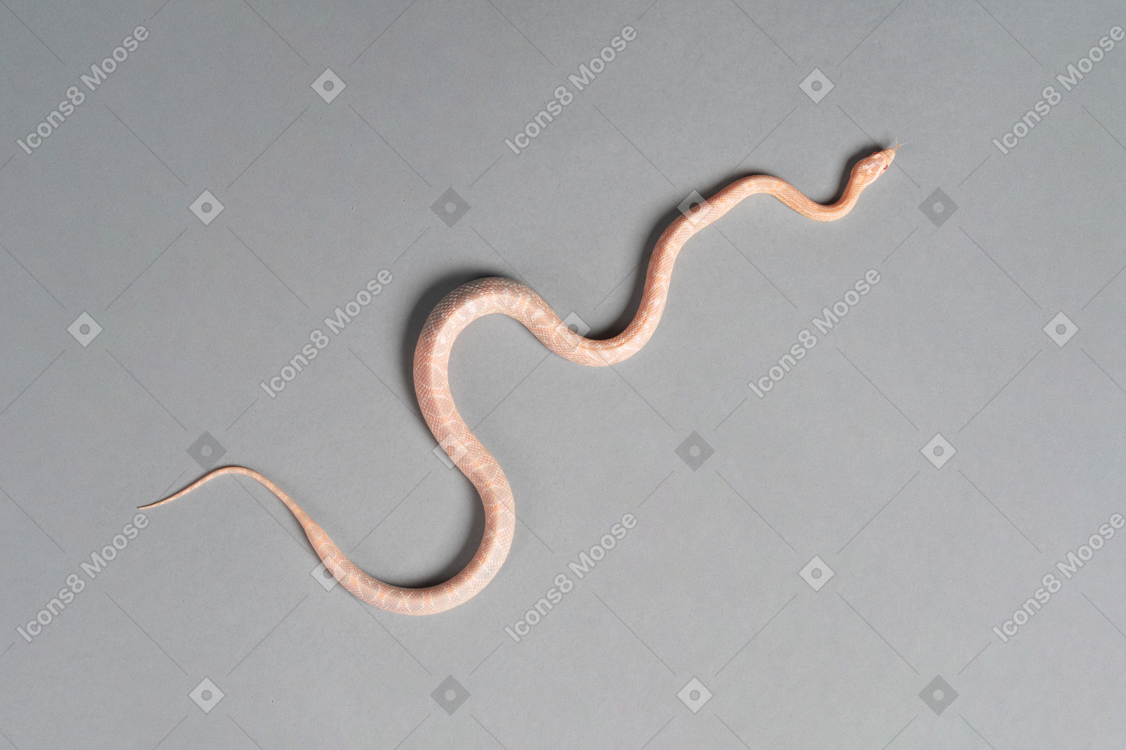 一条漂亮的蛋白石老鼠蛇在某处移动