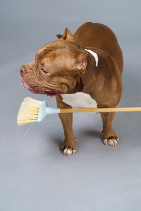 Vista frontale di un bulldog marrone che tiene una scopa