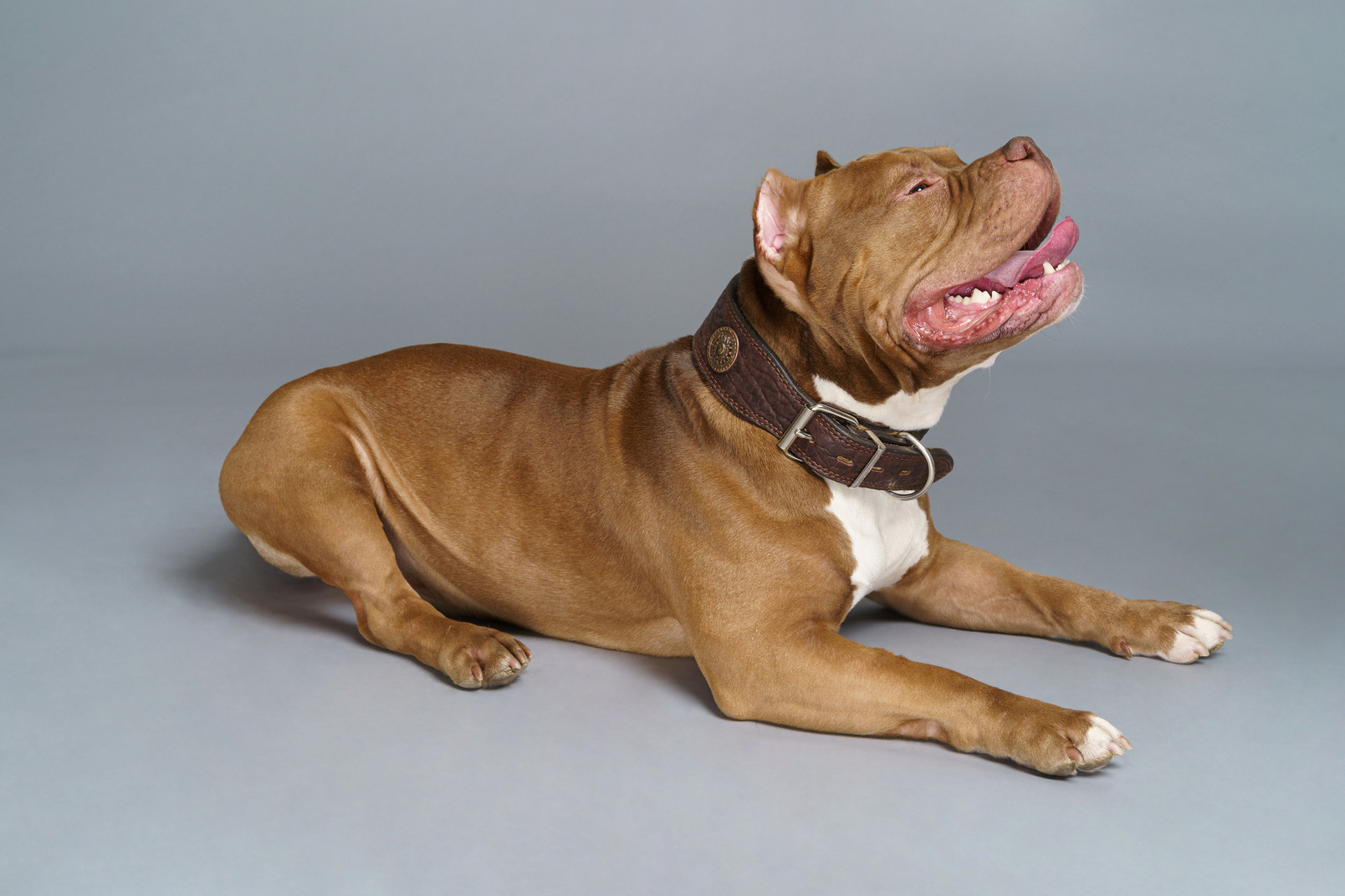 Side view of a lying bulldog in a dog collar looking up