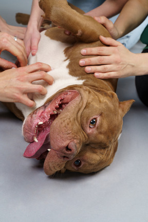 Close-up several human hands touching brown bulldog