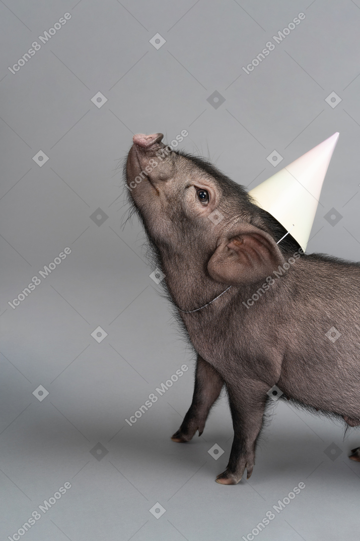 Cute miniature pig with a party hat on its head