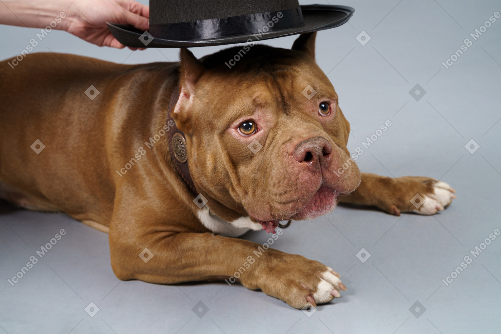 Putting a black hat on a brown bulldog looking aside