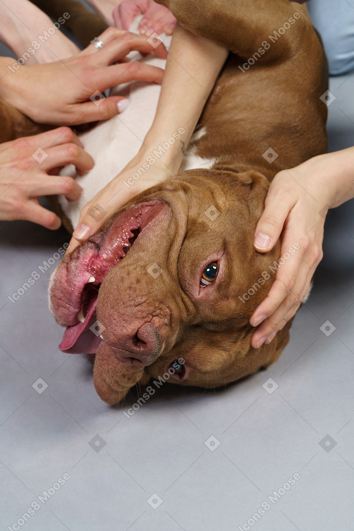 Nahaufnahme mehrere menschliche hände, die braune bulldogge berühren
