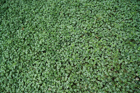 Teppich aus grünen blättern