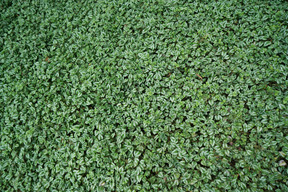 Carpet of green leaves