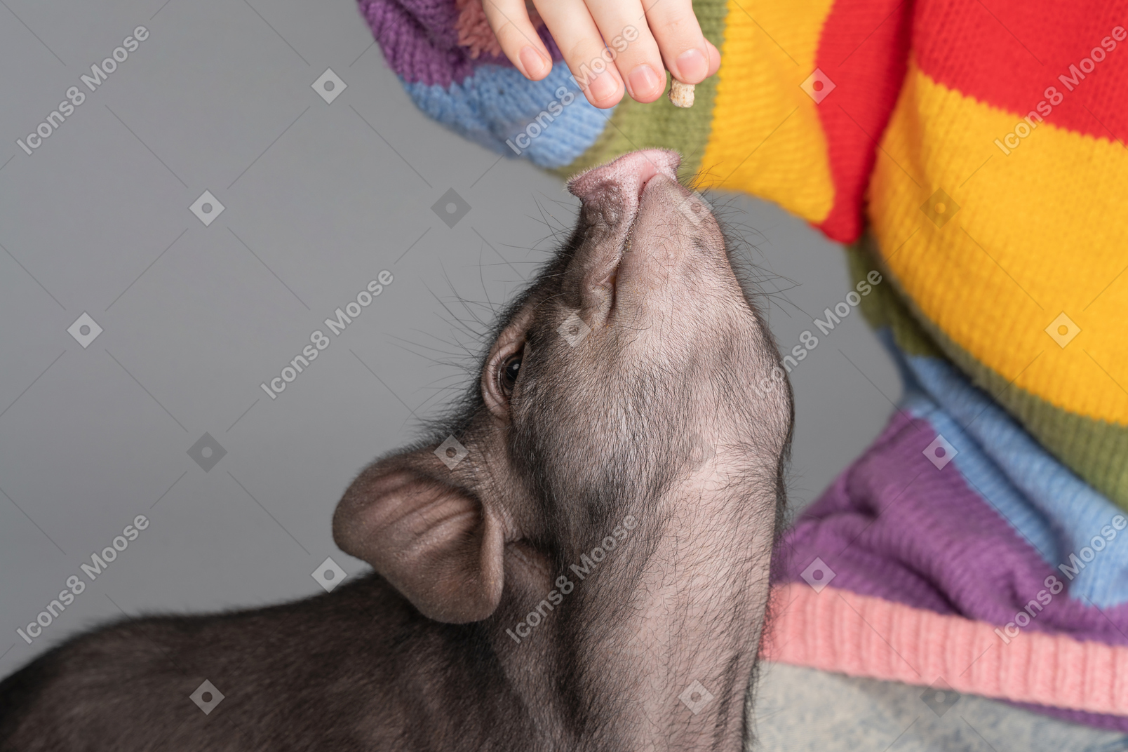 A woman feeding a tiny pet pig from her hands