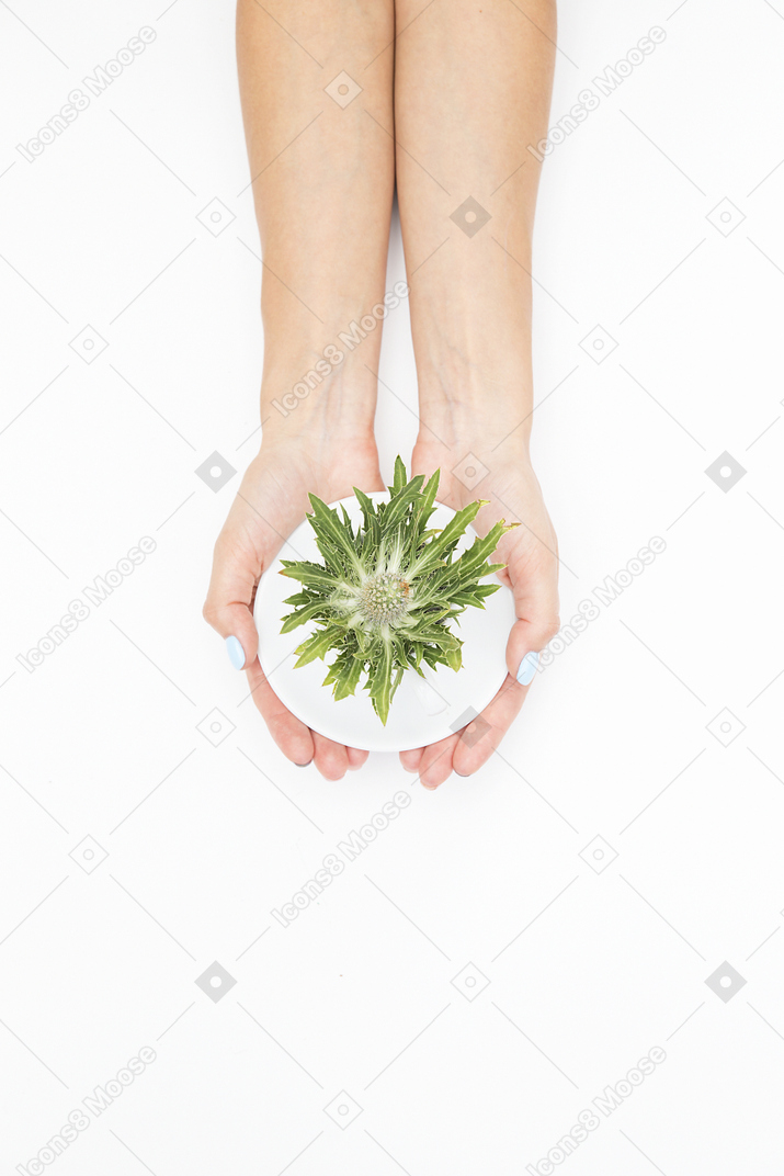 Weibliche hände, die grünpflanze im topf halten