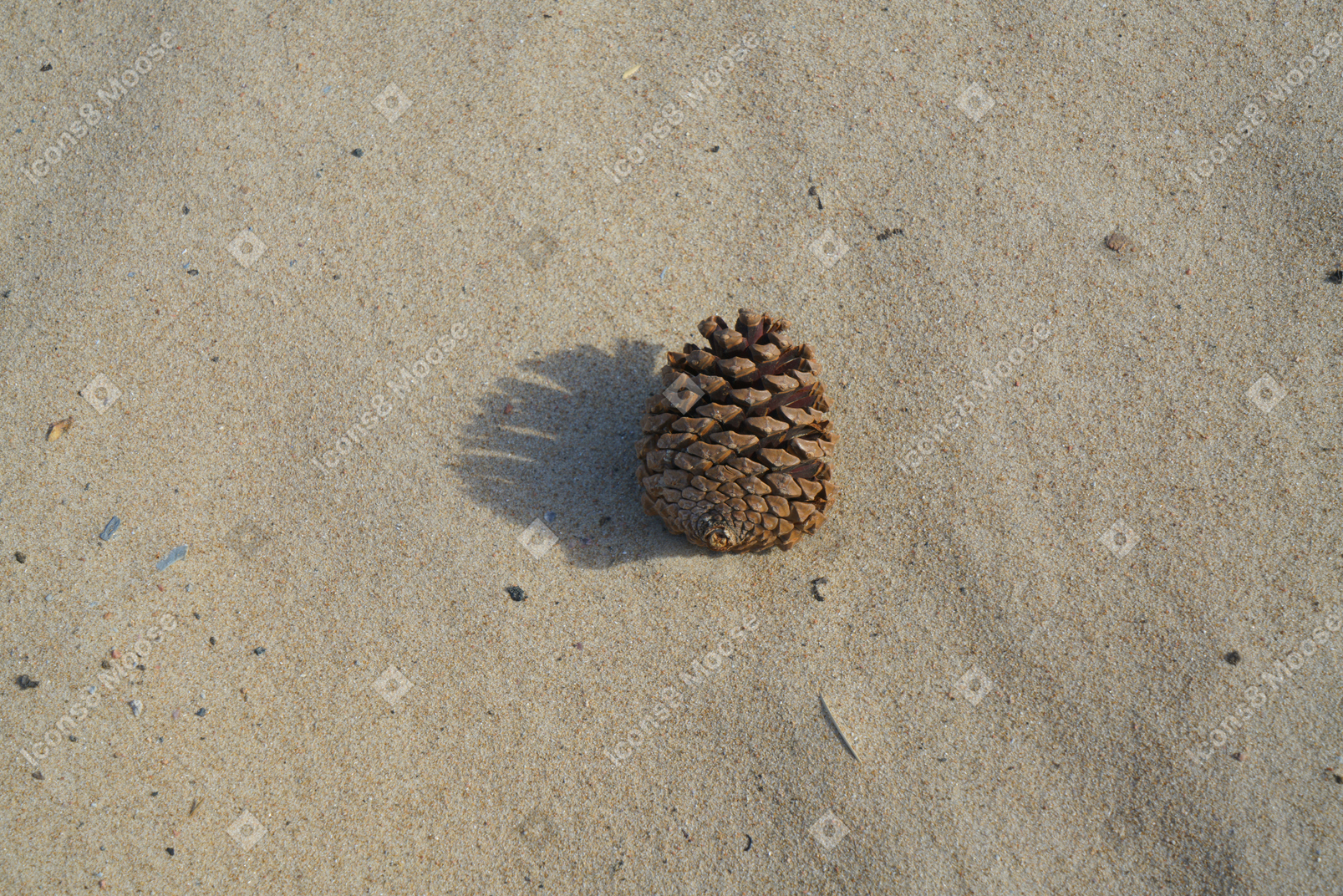 Pomme de pin allongée sur le sable