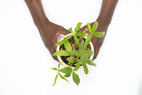 Mãos masculinas pretas segurando a planta em pote