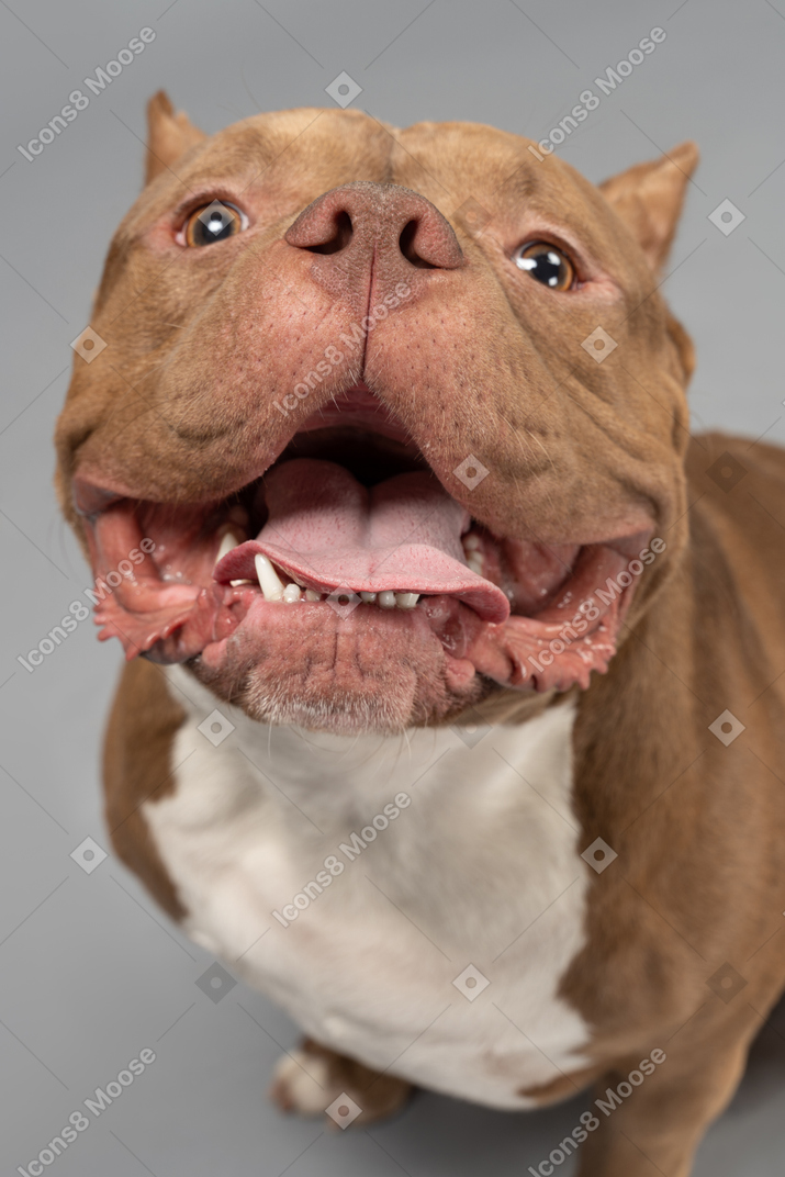 Friendly dog looking straight into camera