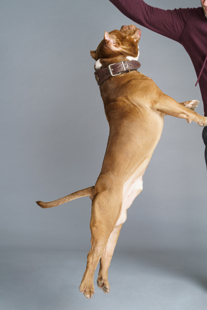 Side view of a brown bulldog with a dog collar playing with master and jumping