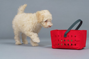 De cuerpo entero de un pequeño caniche y un carrito de compras rojo