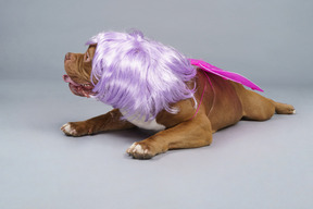 Front view of a tired dog fairy in purple wig lying and looking aside