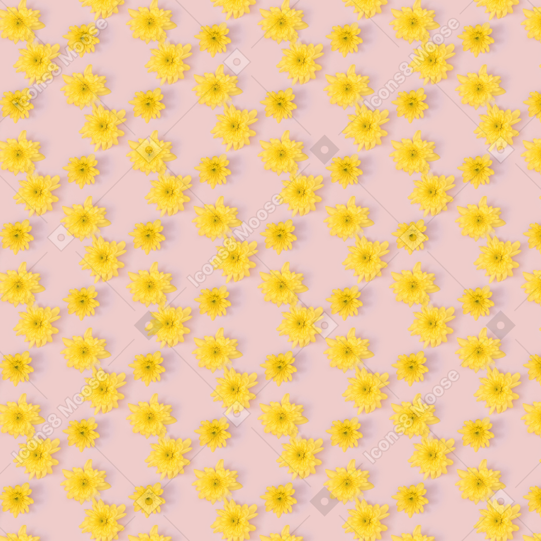黄色的菊花头在粉红色的背景