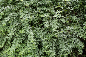 Grüner busch