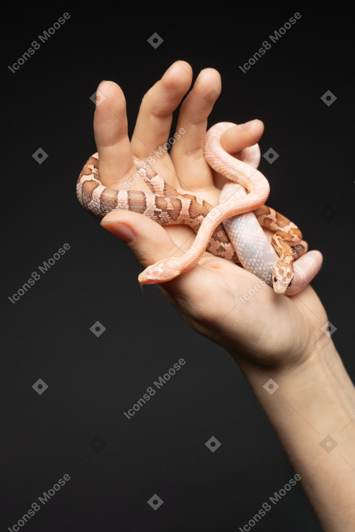 Little corn snake curving around human arm