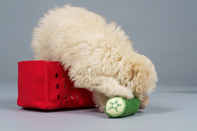 Full-length of a tiny poodle sitting in a red cart and playing with toys