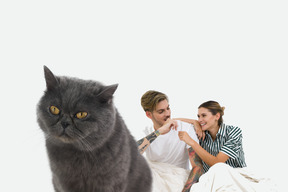 British shorthair cat against loving couple fond of each other