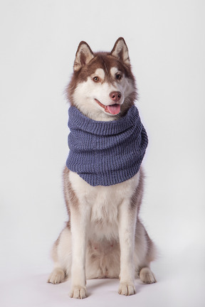 Cão husky em sessão de cachecol