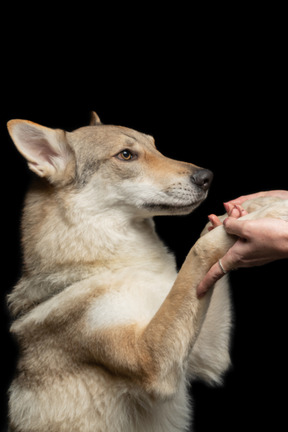 Schöner hund, der einen schönen festen händedruck gibt