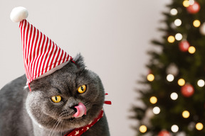 A gray cat in party hat standing next to a christmas tree