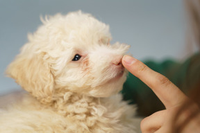 Close-up de uma mão humana apontando para o nariz de um poodle