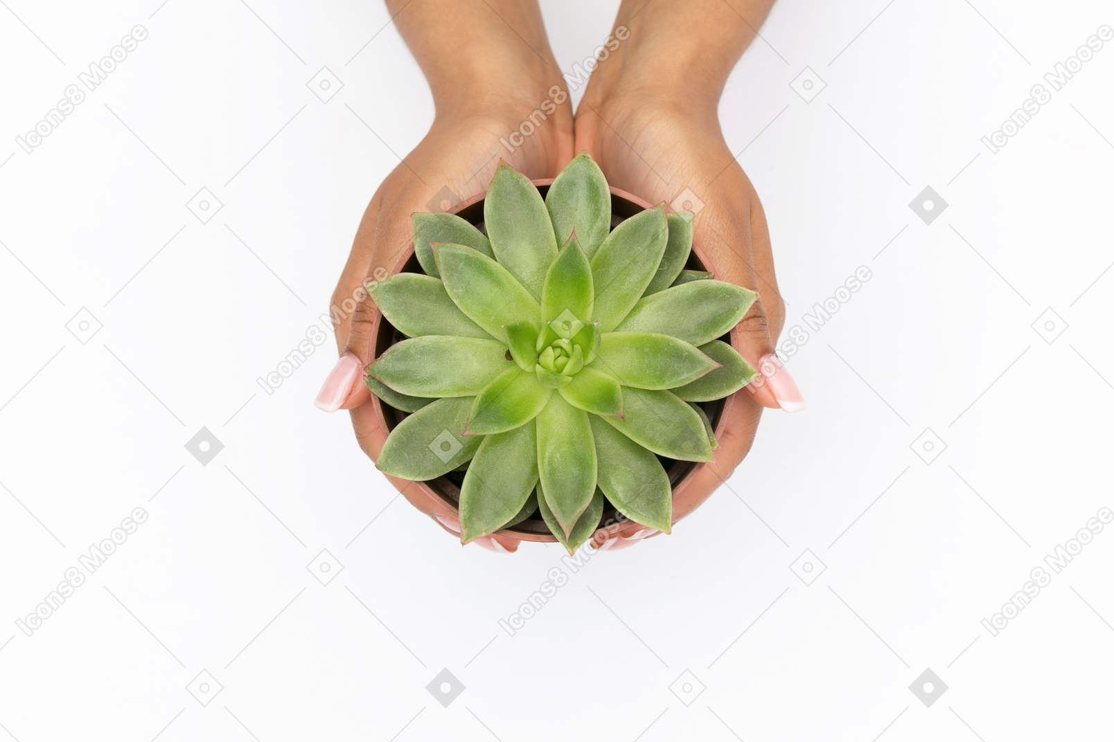 Female hands holding succulent in a pot