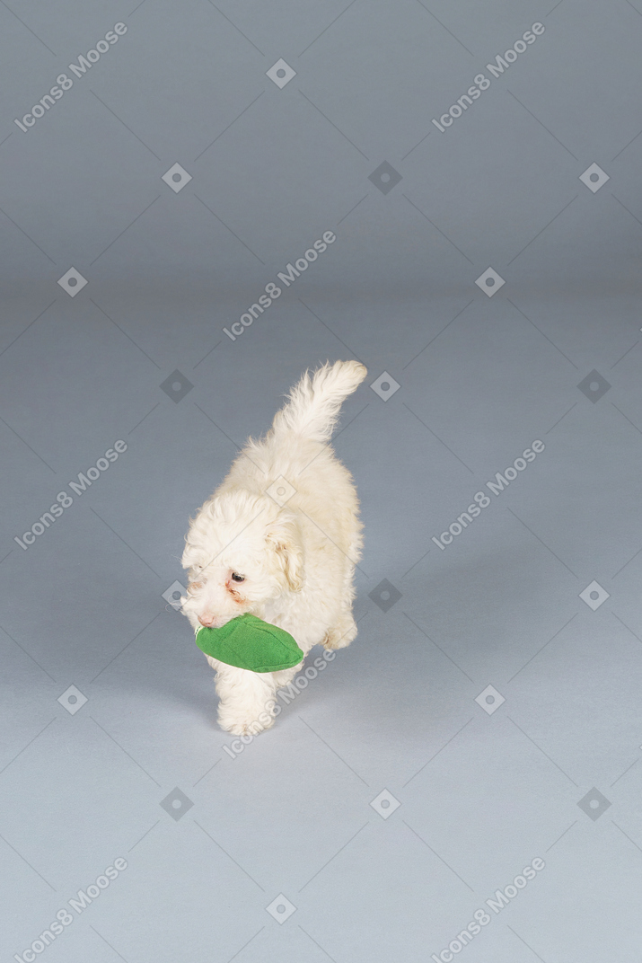 小狮子狗玩玩具黄瓜的全长