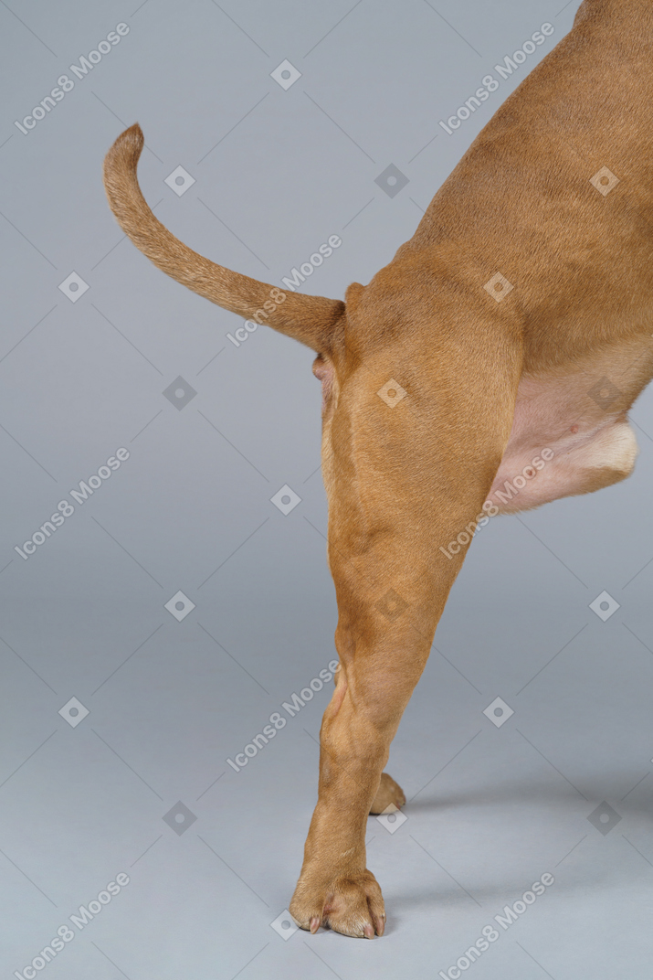 Side view of a dog paws and tail