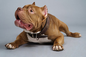 Full-length of a lying bulldog with a dog collar looking up with opened jaw