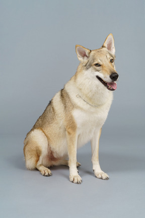 Comprimento total de um cachorro sentado e olhando para a câmera