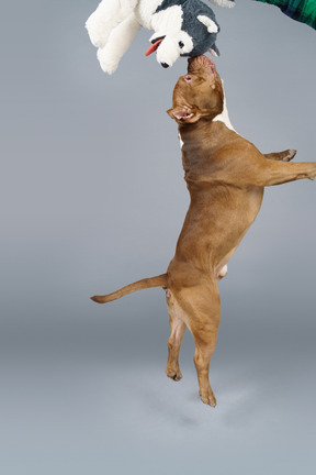 Вид сбоку коричневого бульдога, трогающего игрушечную собаку в прыжке