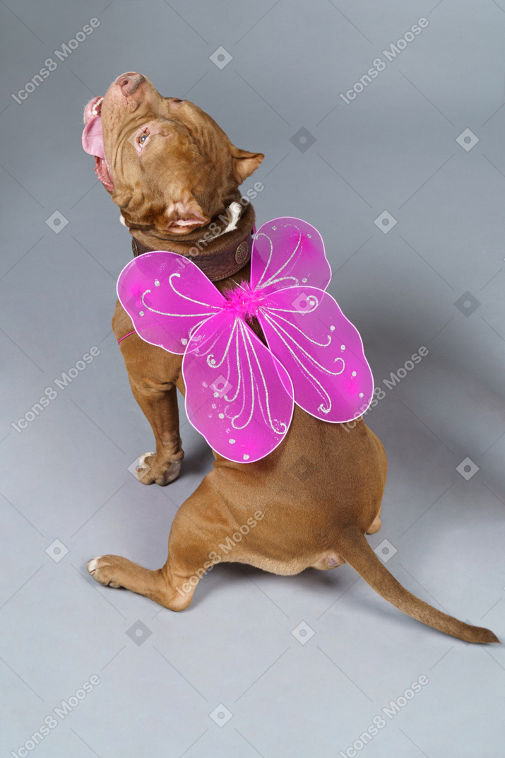 Back view of a dog fairy with pink wings looking up while sitting