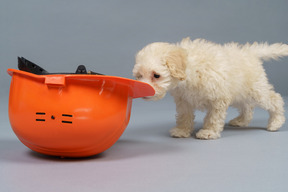 Side view of tiny poodle coming up to an orange helmet