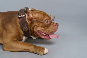 Vista lateral de um bulldog marrom deitado em uma coleira de cachorro e óculos escuros