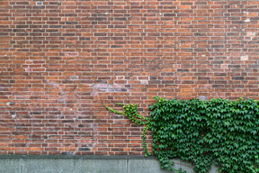 Muro di mattoni e cespuglio verde vicino ad esso