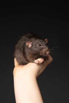 Lindo ratón marrón comiendo en manos humanas