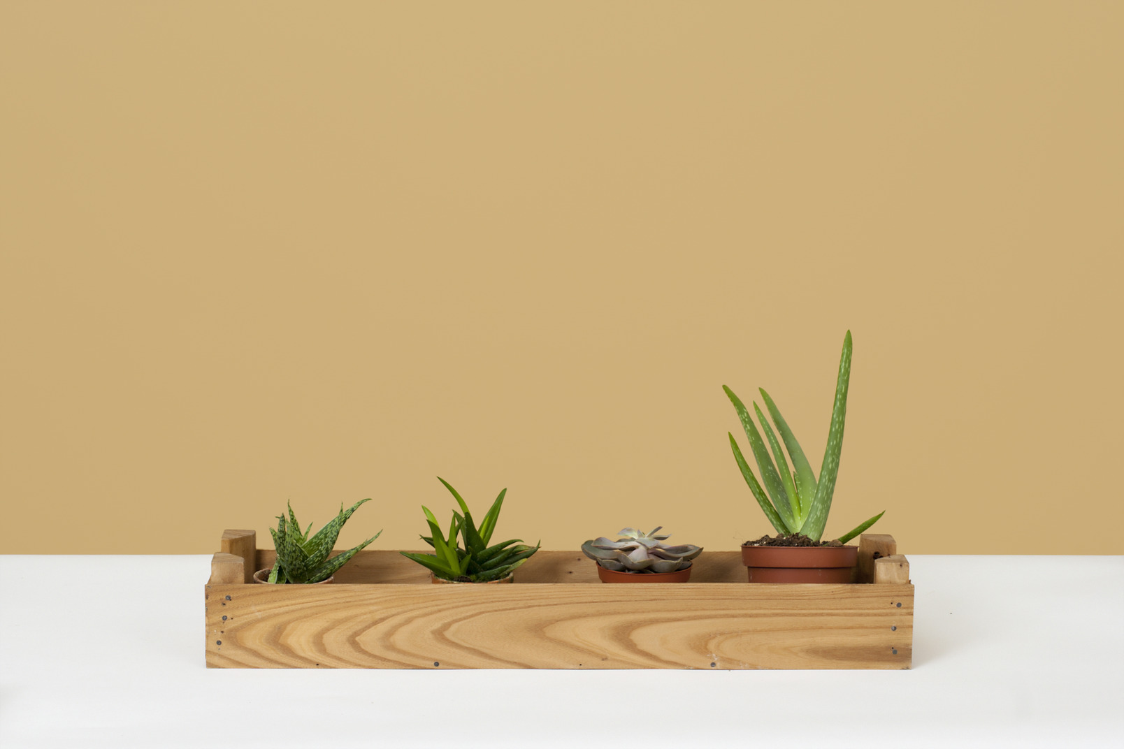 Succulent plants in a wooden pot holder
