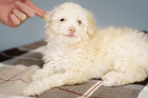 Крошечный щенок в полный рост, лежащий на клетчатом одеяле и смотрящий в камеру