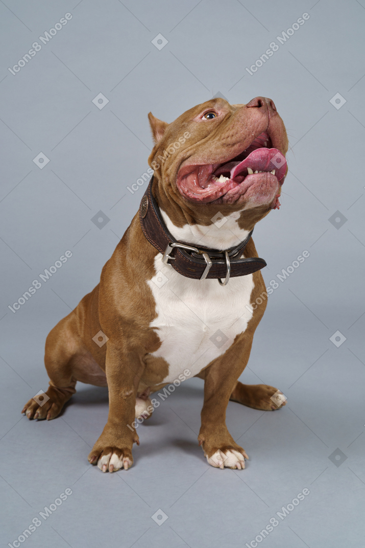 Vista frontal de un bulldog marrón sentado y mirando hacia arriba