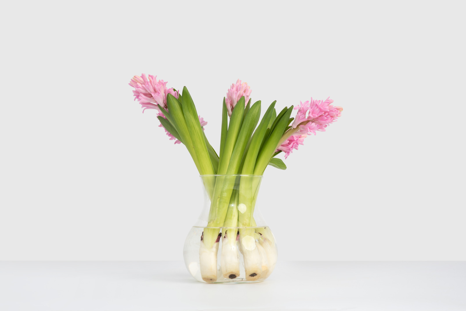 Pink hyacinths in clear glass vase