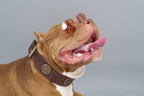 Nahaufnahme einer modischen braunen bulldogge mit rosa sonnenbrille